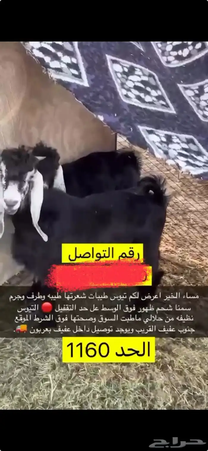 للبيع تيوس بريه نظيفه ذبايح طيبه 0