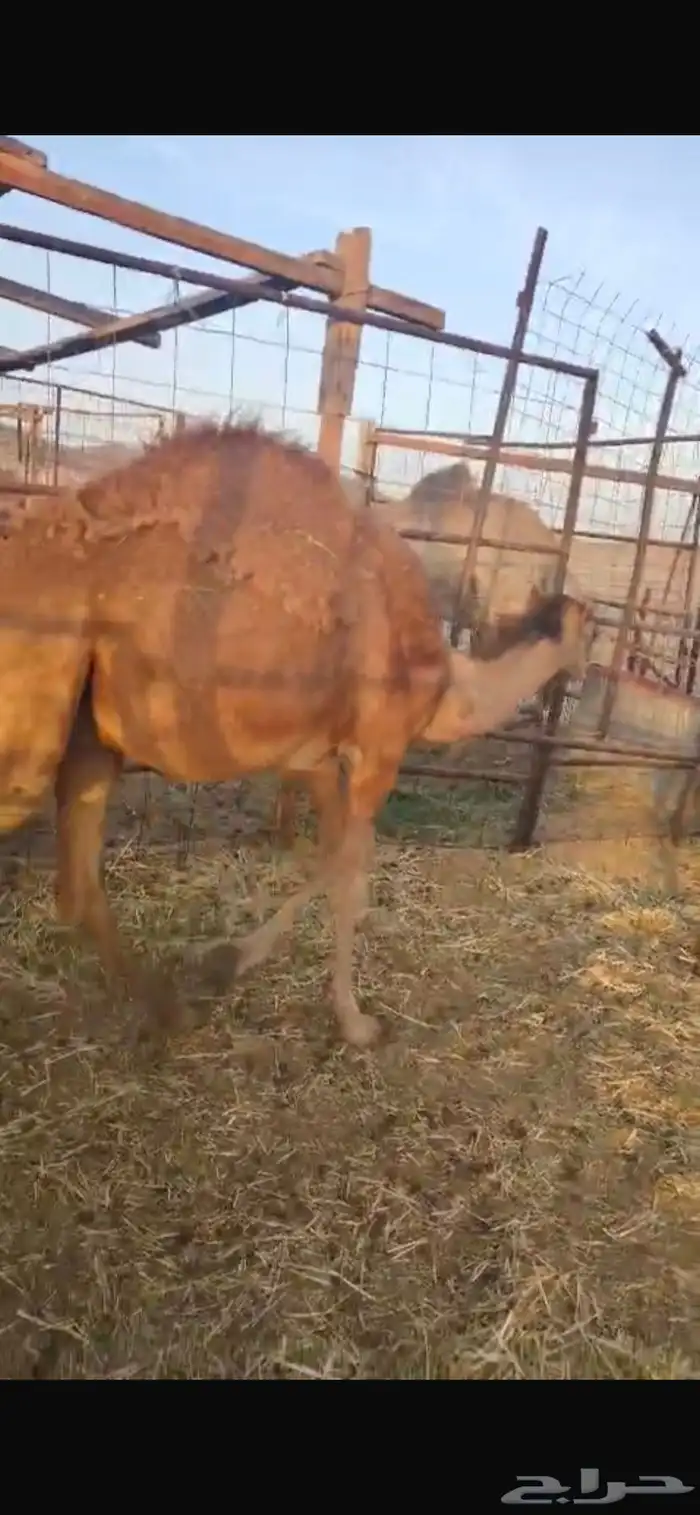 قعدان 0