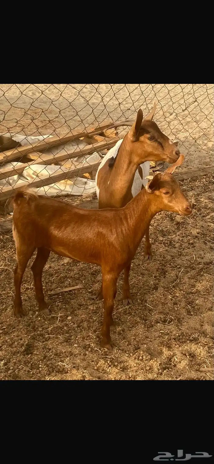 جفره ثنيه تحتها جفره 4