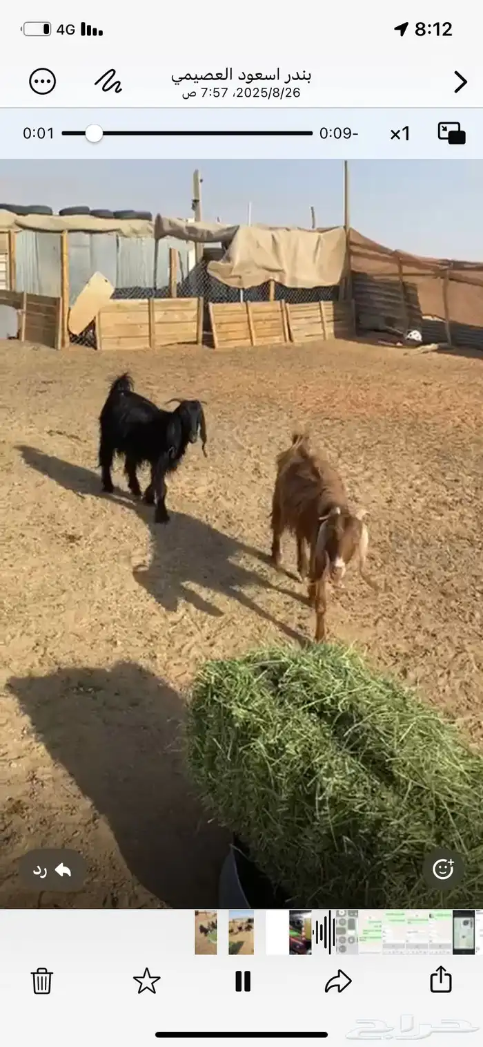 معزا ثنوات 1