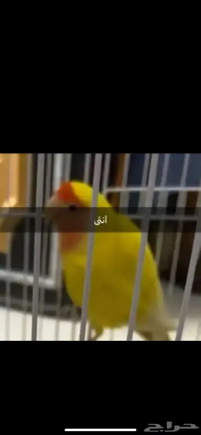 طيور روز للبيع اعلى سومه اقبل بدل 2