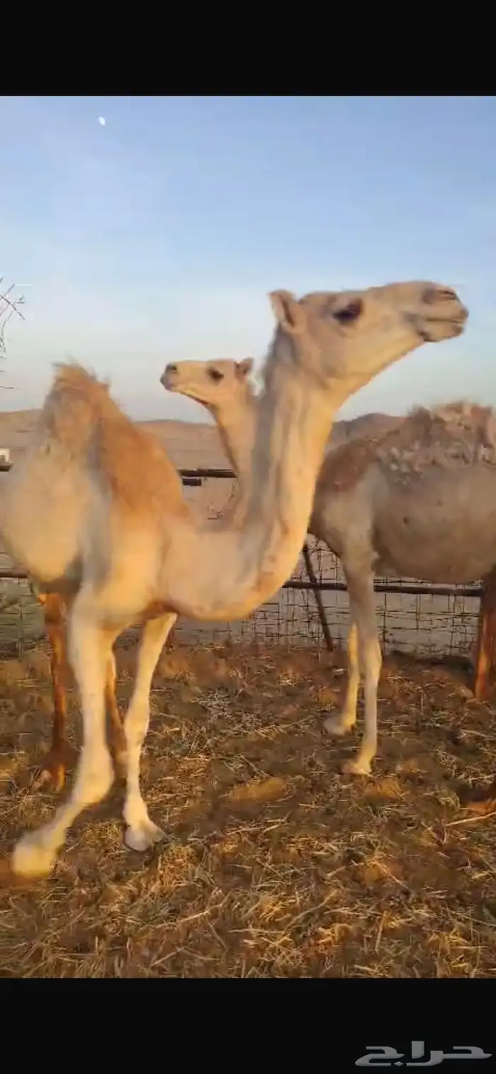 قعدان 1