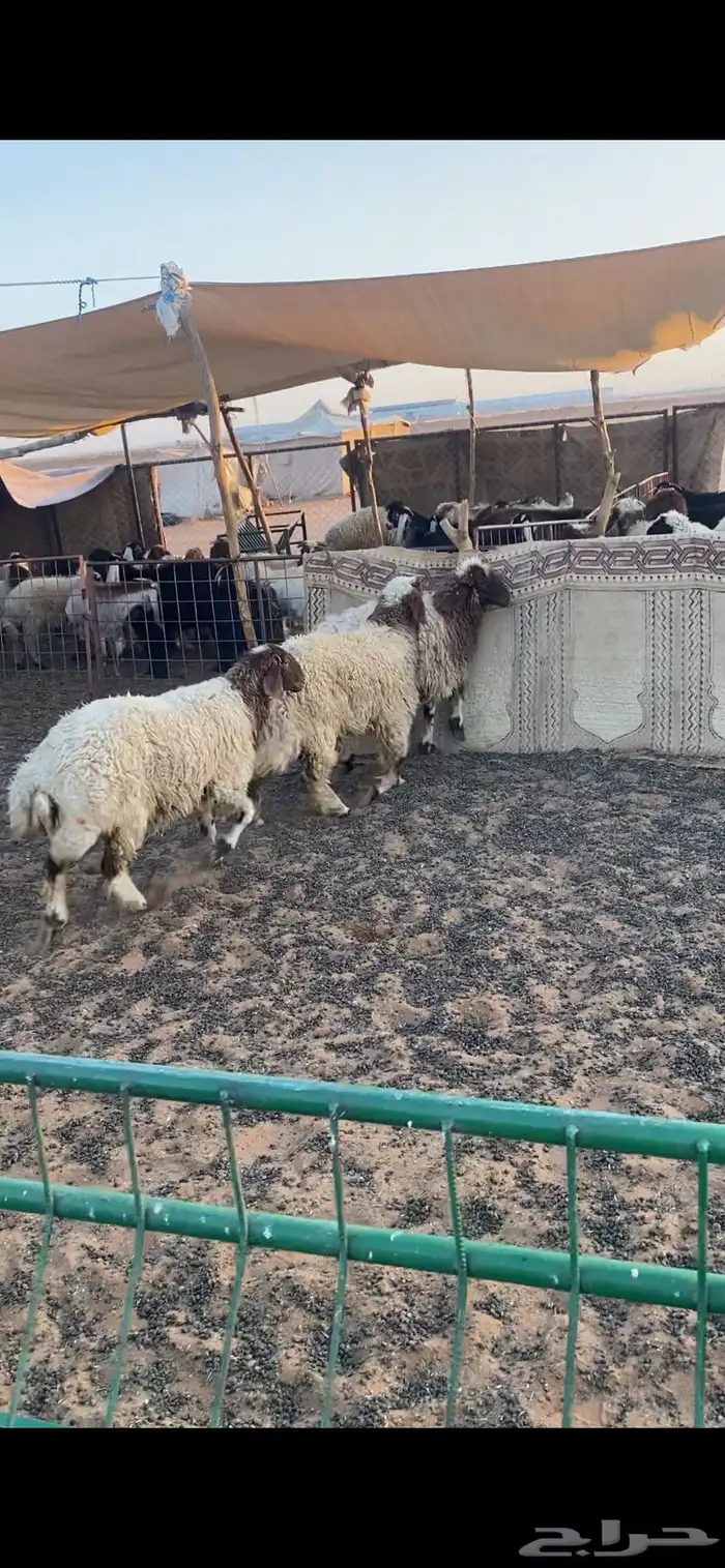 جذعات شحممم تم البيع 2