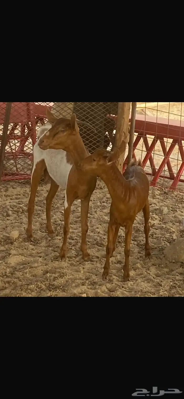 جفره ثنيه تحتها جفره 1