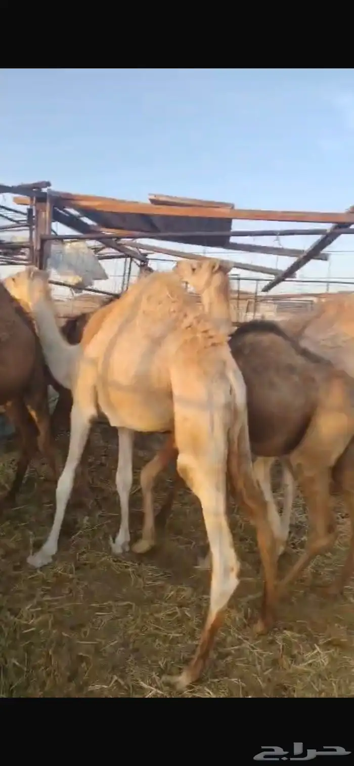 قعدان 3