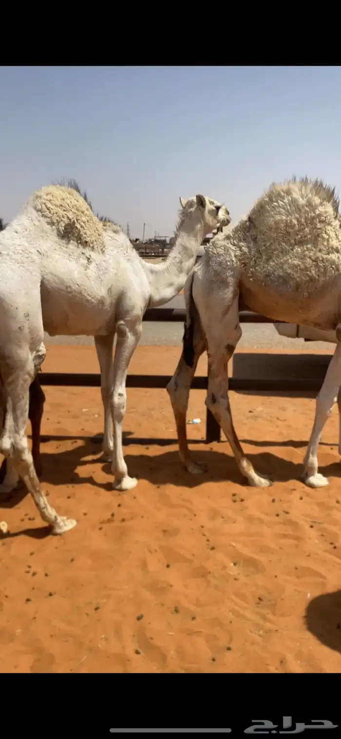 حيران طايشه 3
