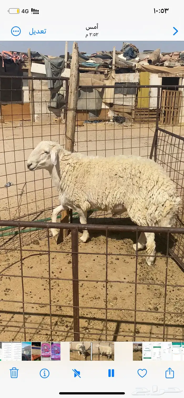 فحل حري طيب مشروط مفحوص ملطيه 0