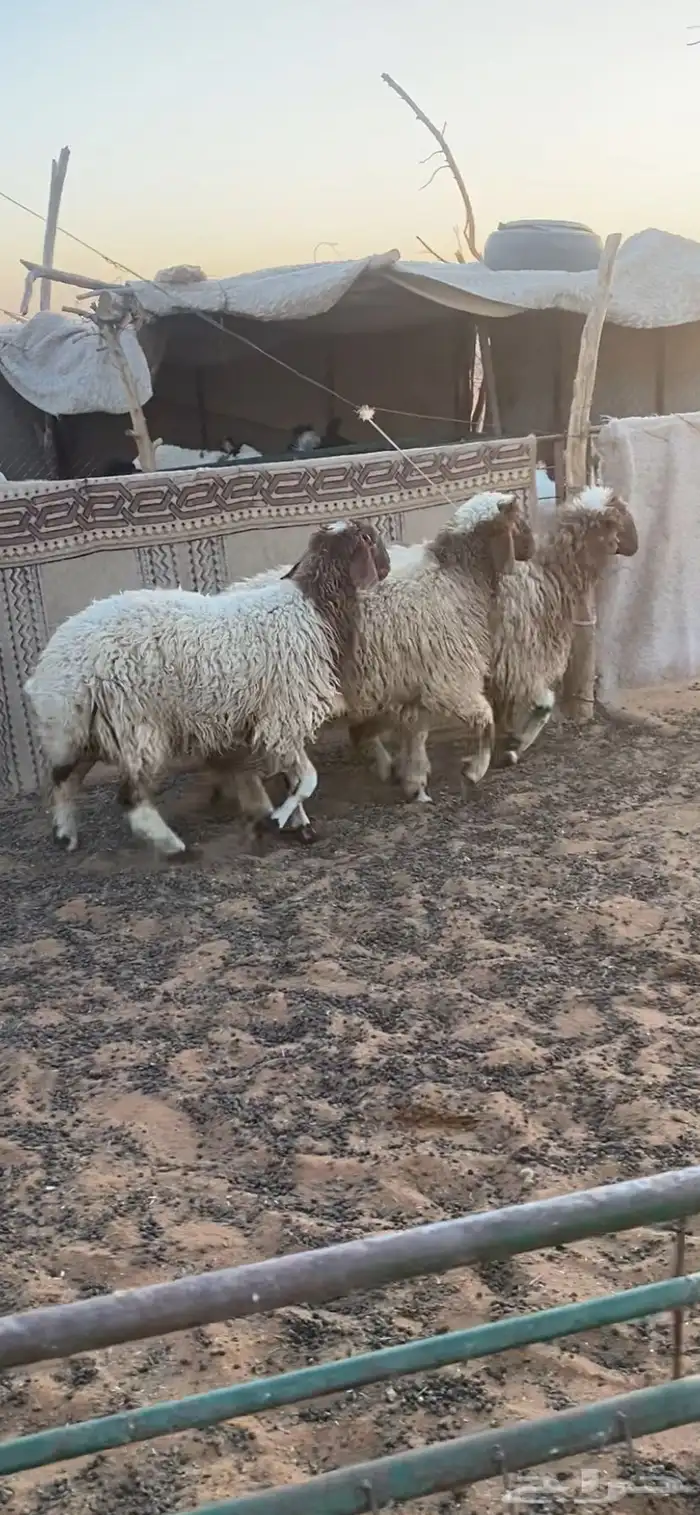 جذعات شحممم تم البيع 0