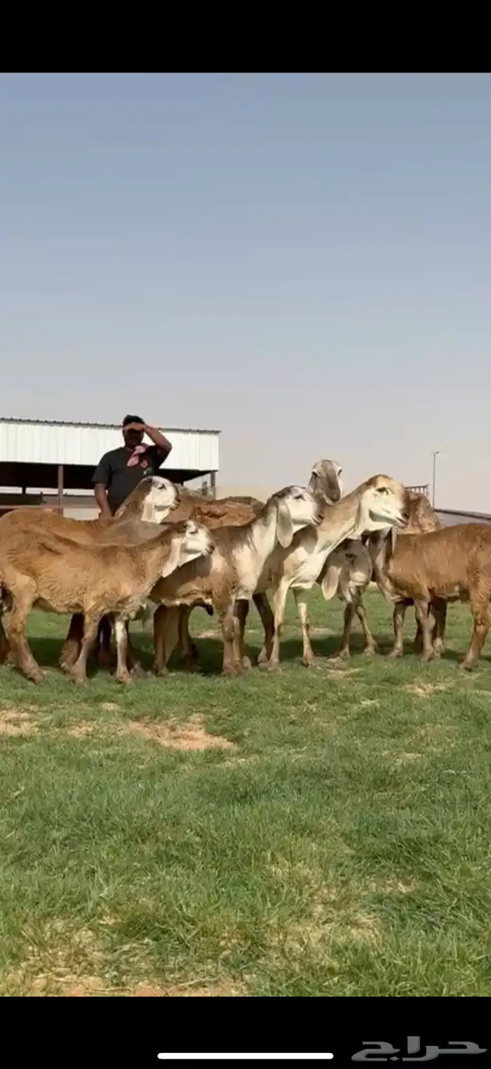 مراح سواكن خصم 0