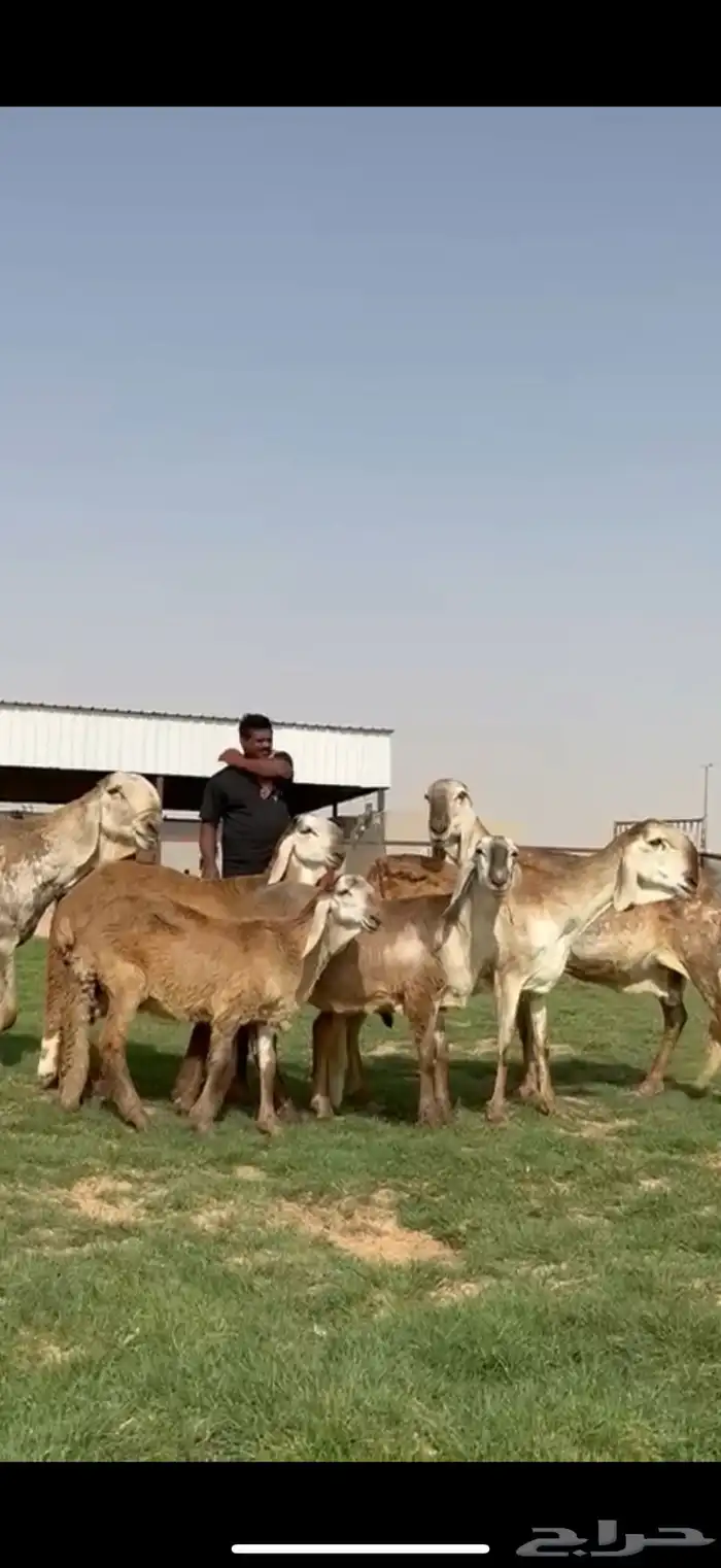 مراح سواكن خصم 6
