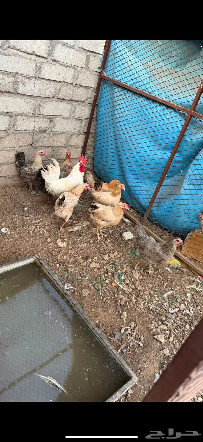 دجاج بلدي 1