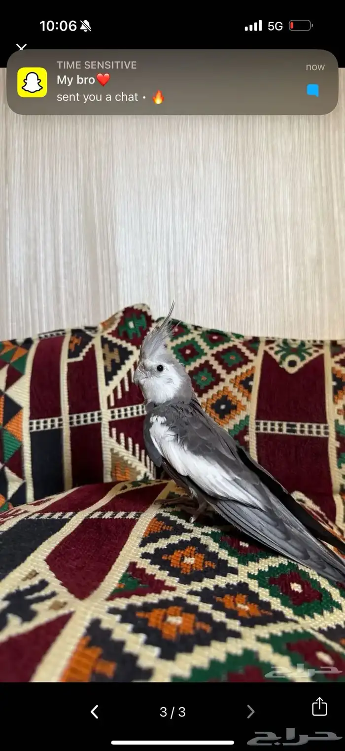 كروان اليف 2