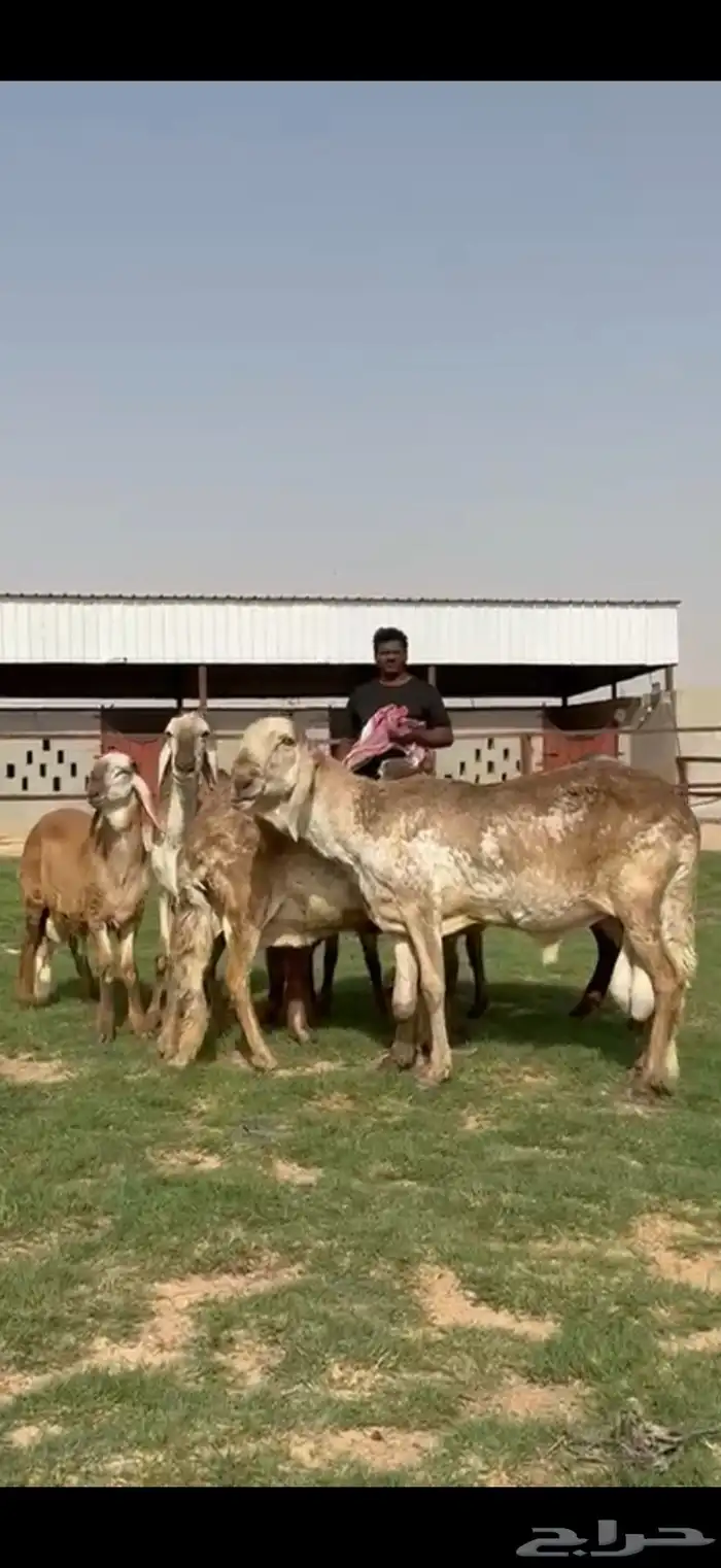 مراح سواكن خصم 15