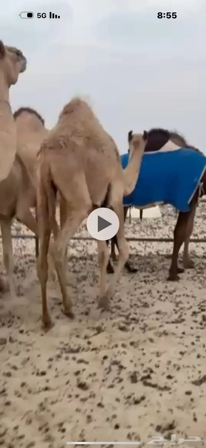 قعود للبيع 0
