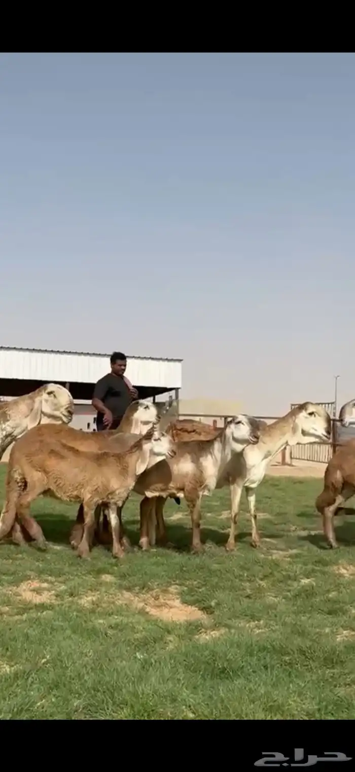 مراح سواكن خصم 10