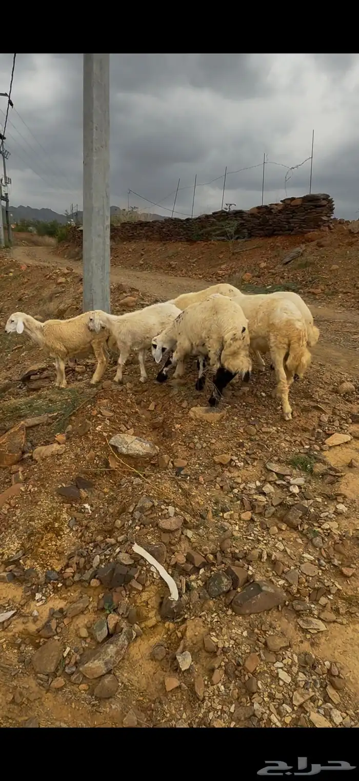 خرفان للبيع العدد 22 البيع جمله الموقع محايل 2