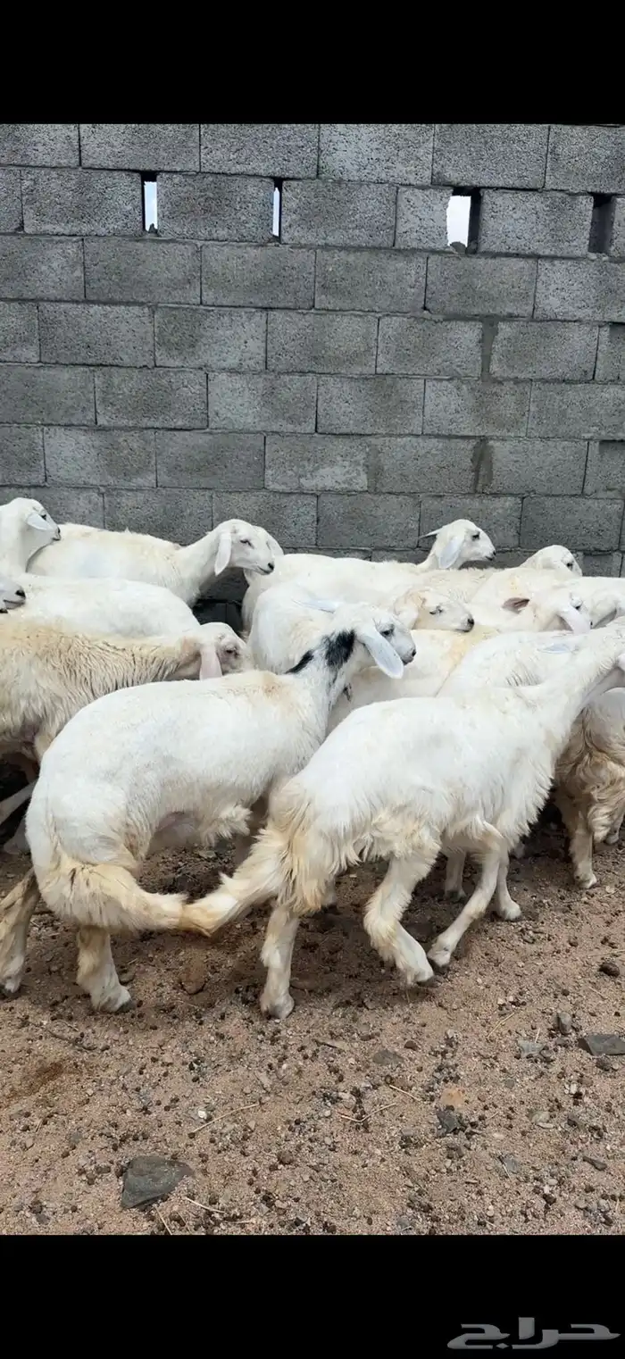 غنم مقاني صنف 0