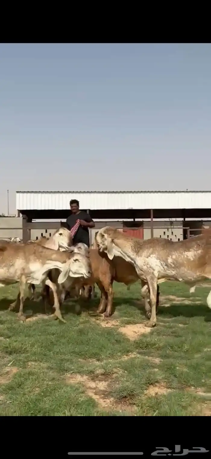 مراح سواكن خصم 13
