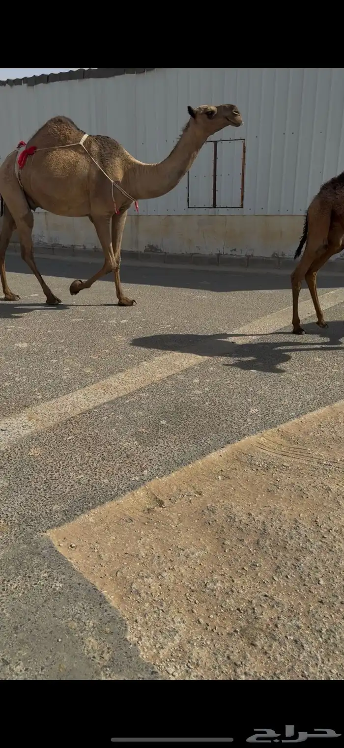 عشرا ثنو 0