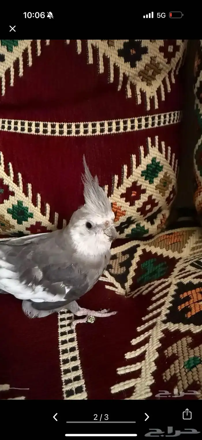 كروان اليف 0