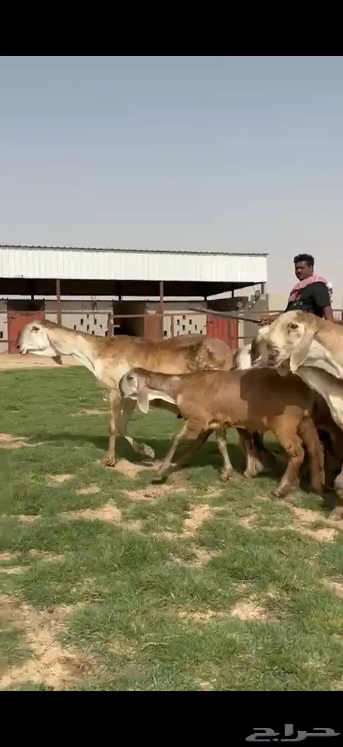 مراح سواكن خصم 2