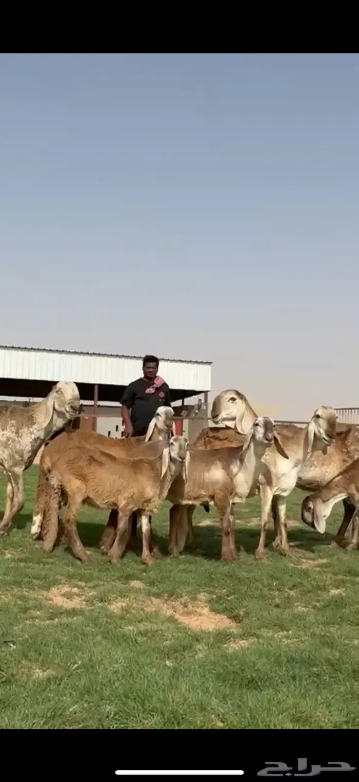 مراح سواكن خصم 5