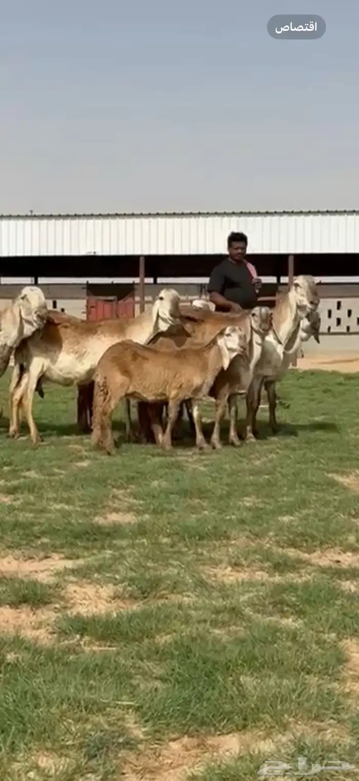 مراح سواكن خصم 21