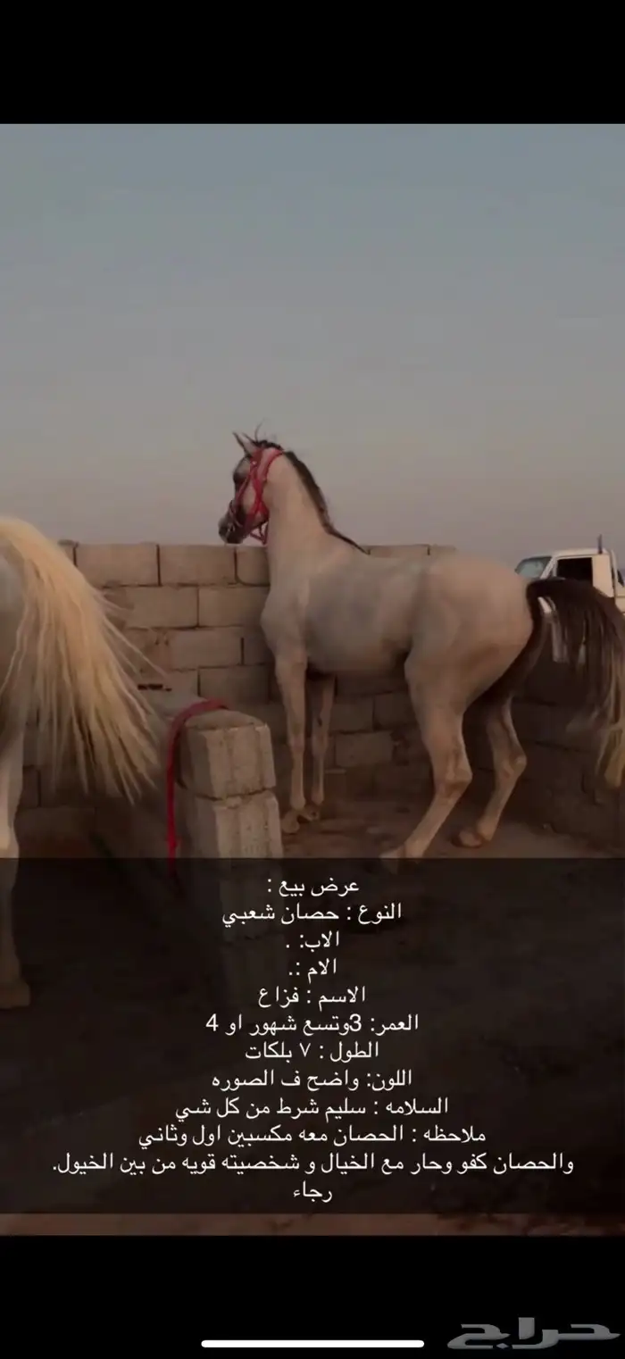حصان شعبي 0
