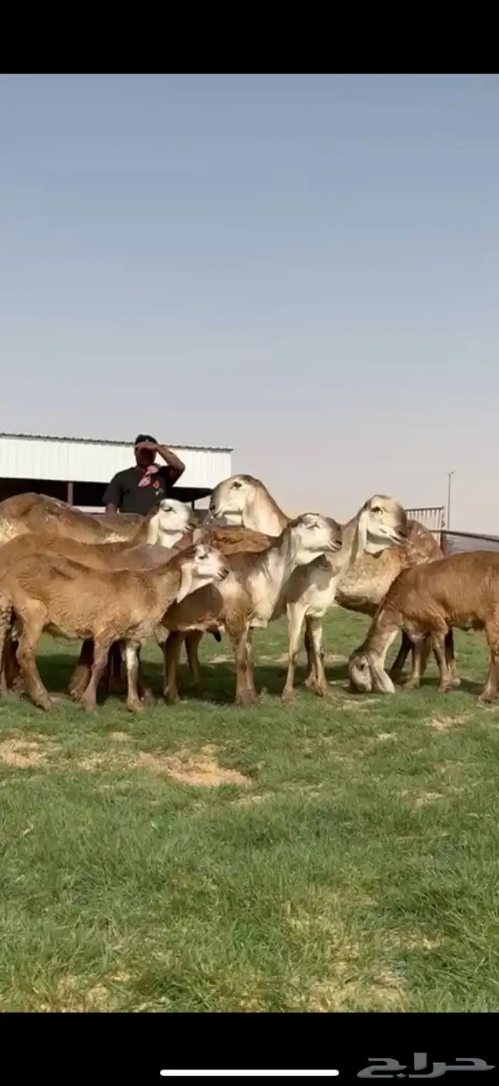 مراح سواكن خصم 4