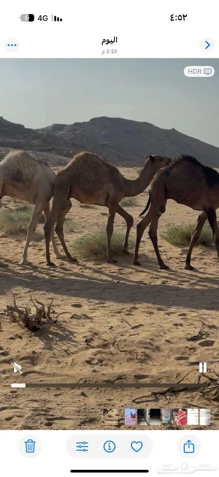 حشو قعدان حيران 2
