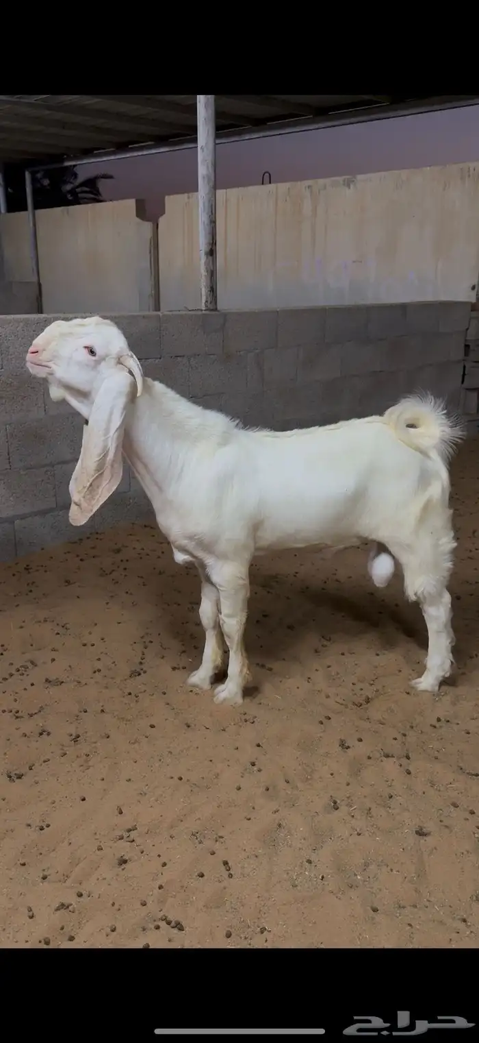 تيس مطور خصم ( مشروع فحل ). 0