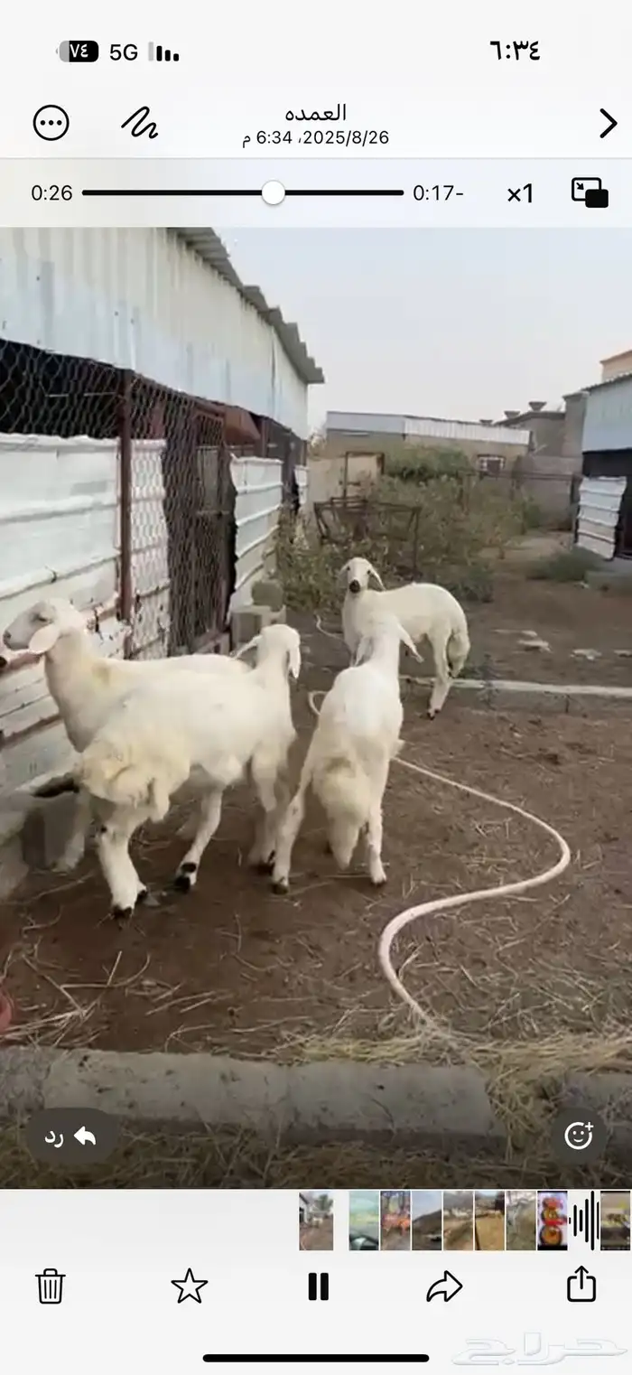 تيوس وذبائح للبيع 4