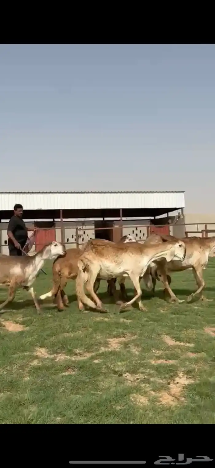 مراح سواكن خصم 11