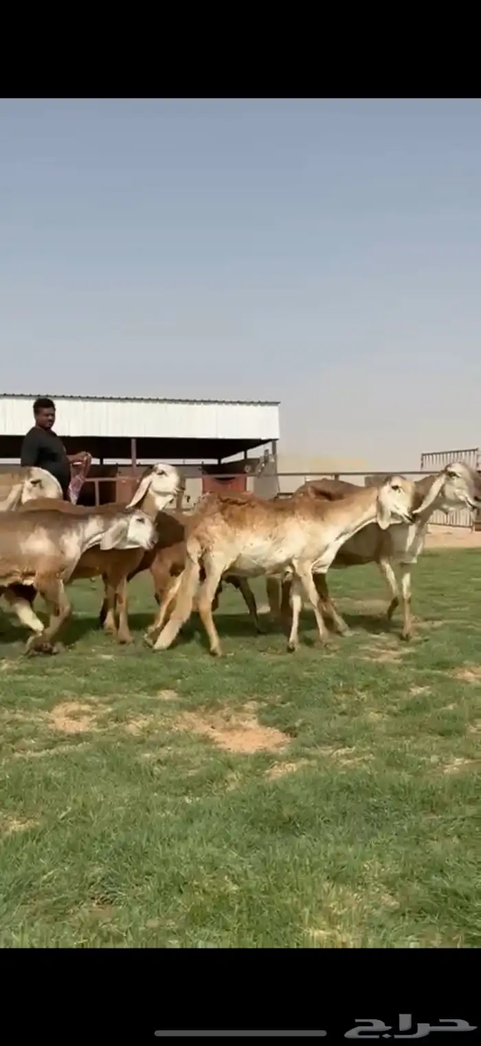 مراح سواكن خصم 9