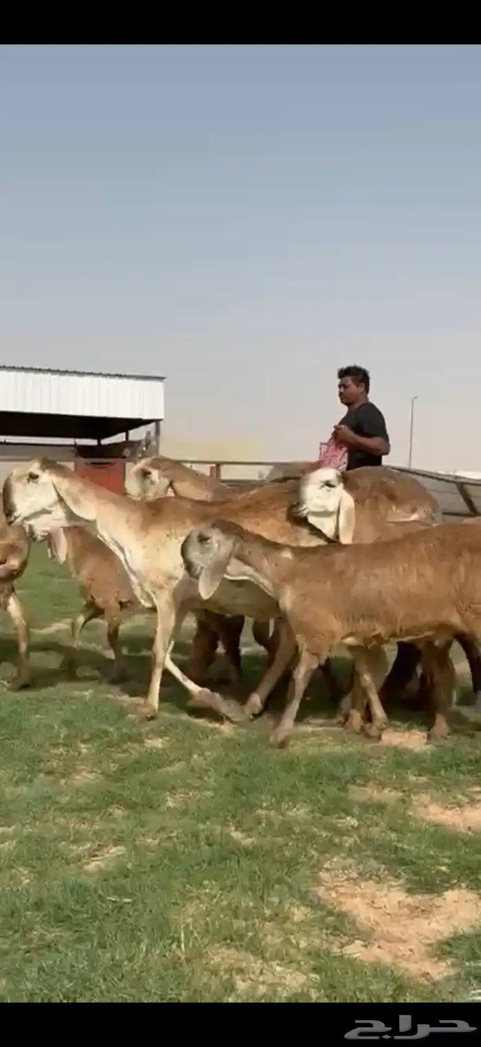 مراح سواكن خصم 14