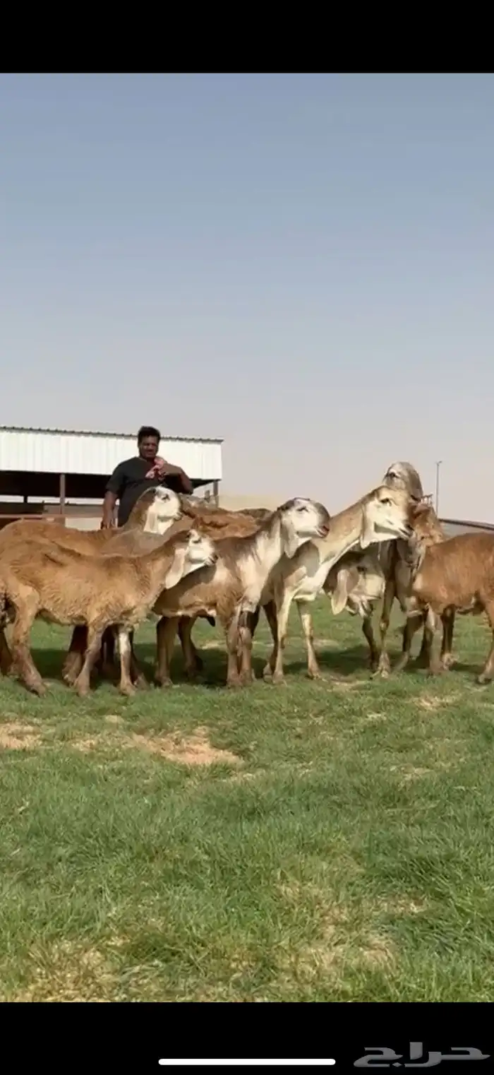 مراح سواكن خصم 1