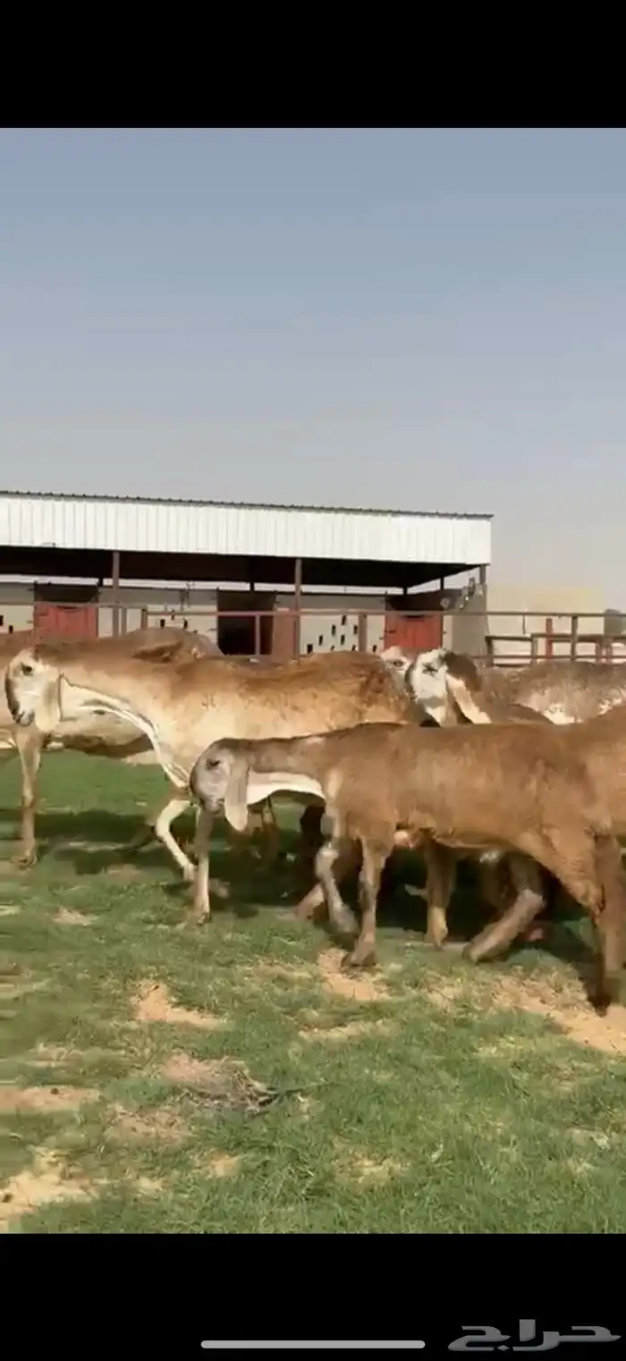 مراح سواكن خصم 12