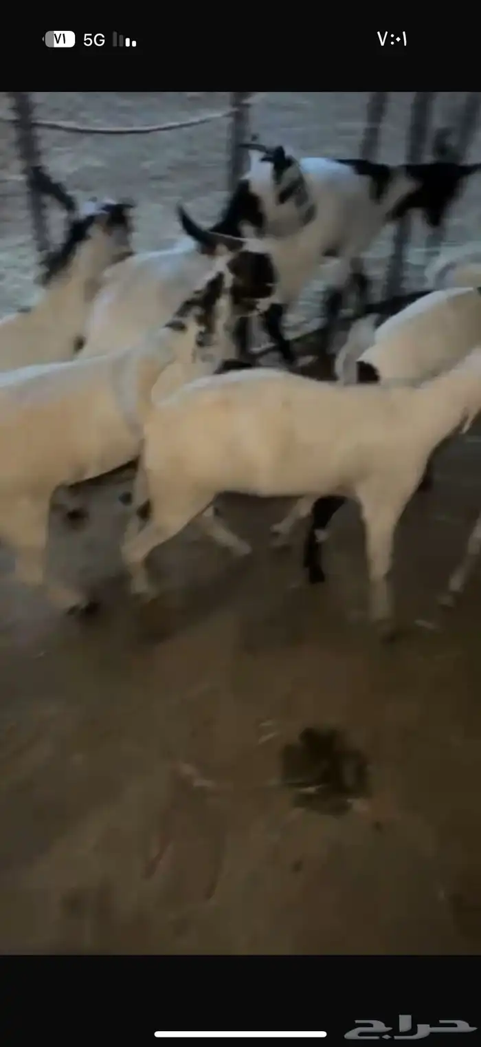 تيوس وذبائح للبيع 3