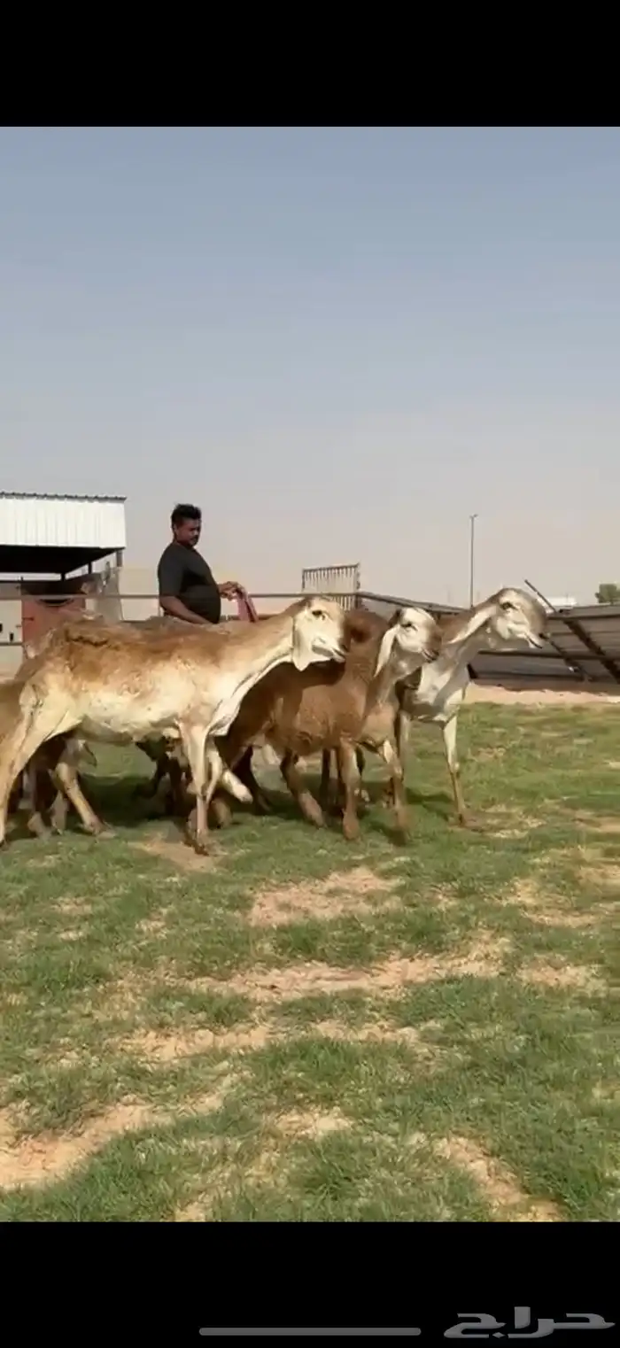 مراح سواكن خصم 19