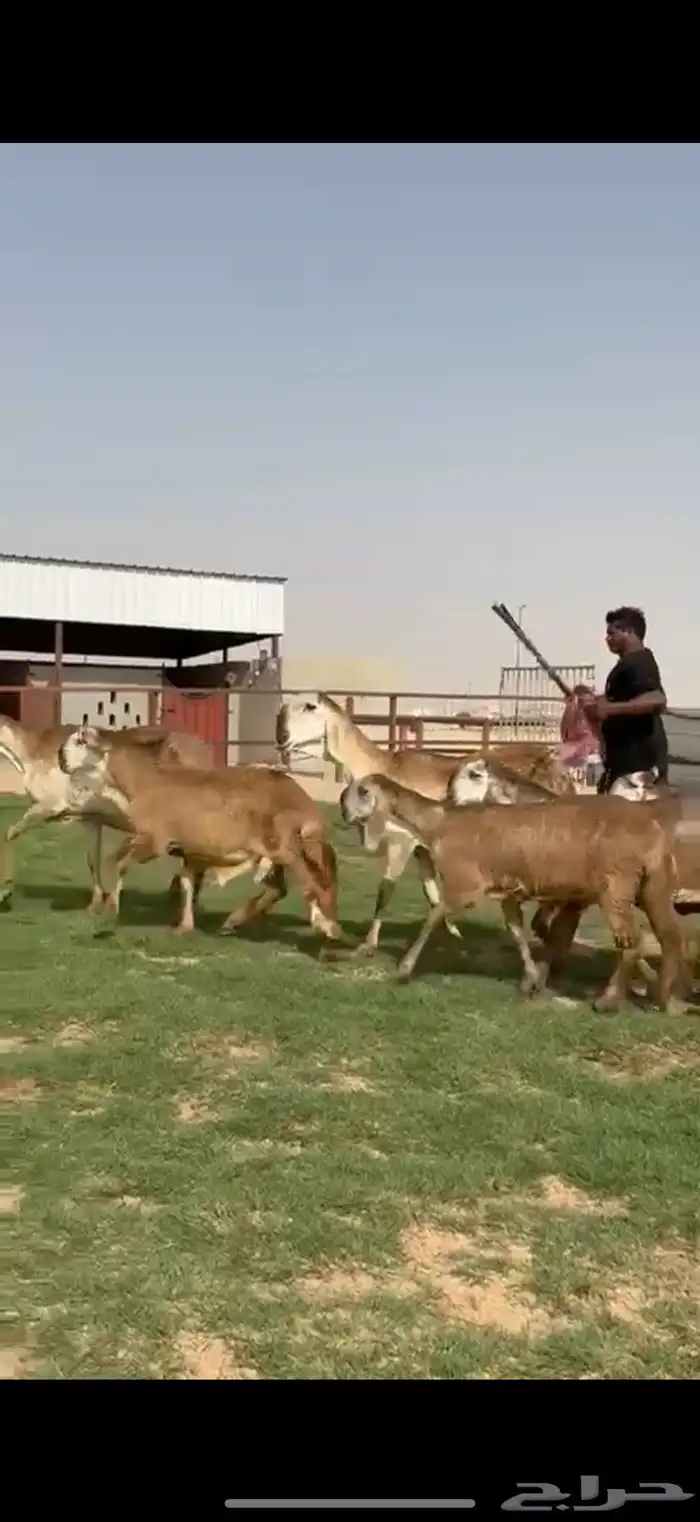 مراح سواكن خصم 18