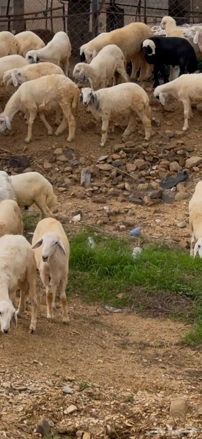 خرفان للبيع العدد 22 البيع جمله الموقع محايل 1