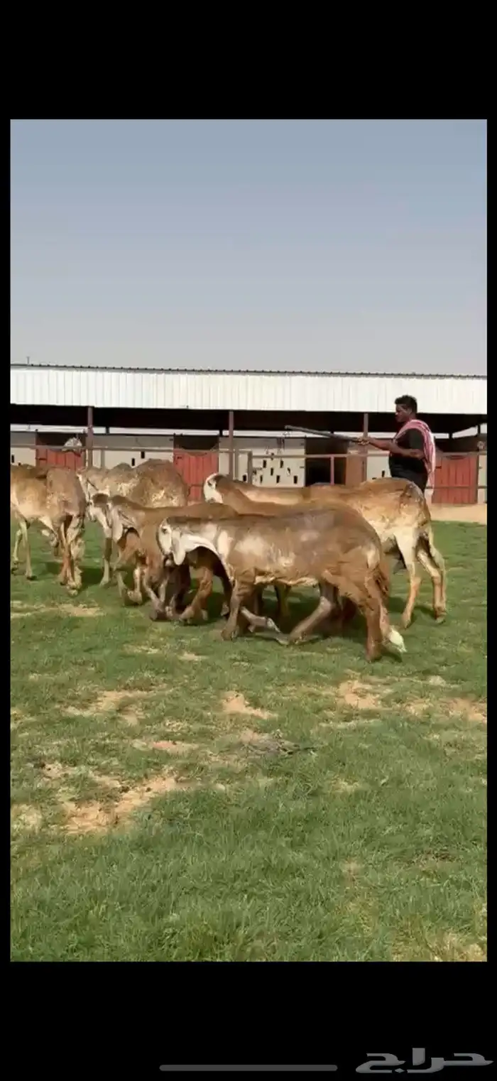 مراح سواكن خصم 20