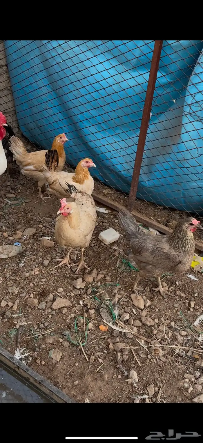 دجاج بلدي 2