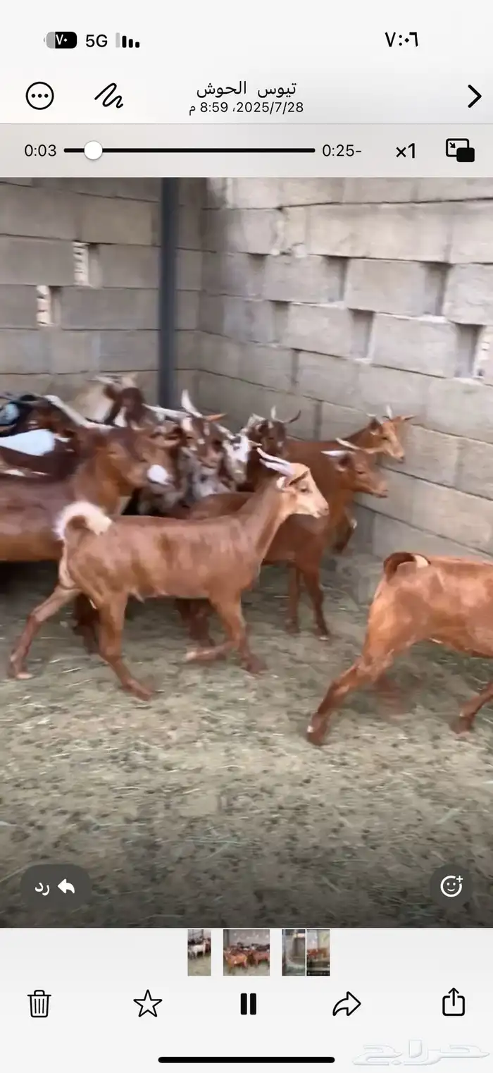 تيوس وذبائح للبيع 1