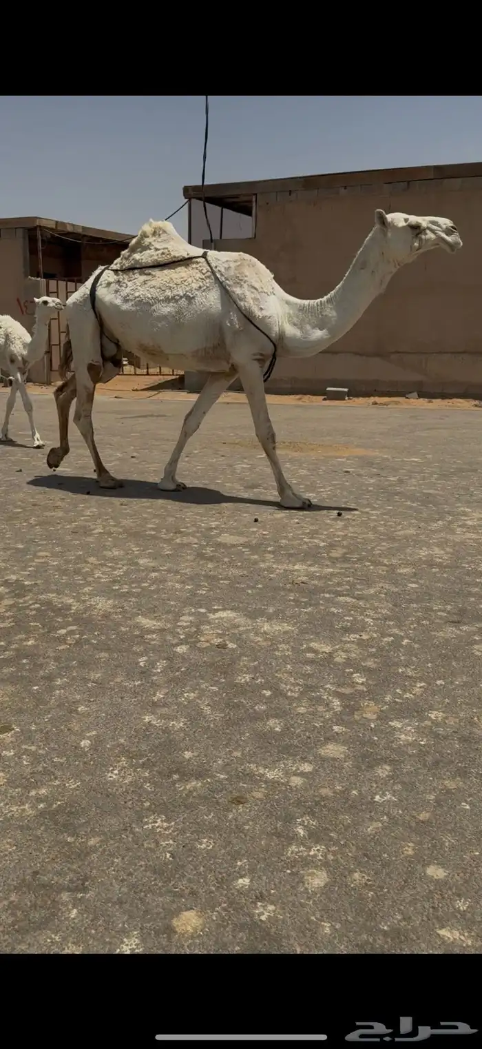 عشرا حدرها قعود 0