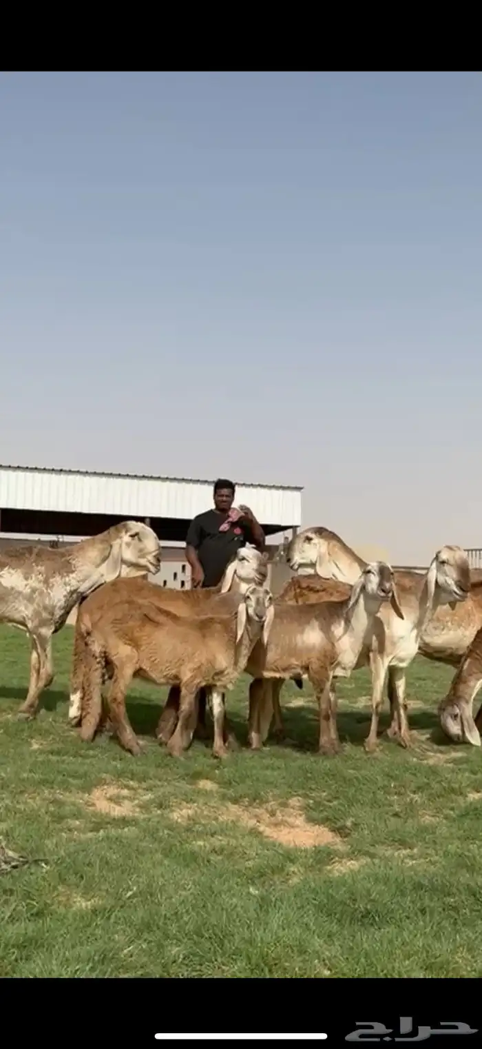 مراح سواكن خصم 3