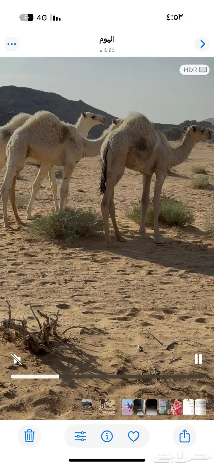 حشو قعدان حيران 1