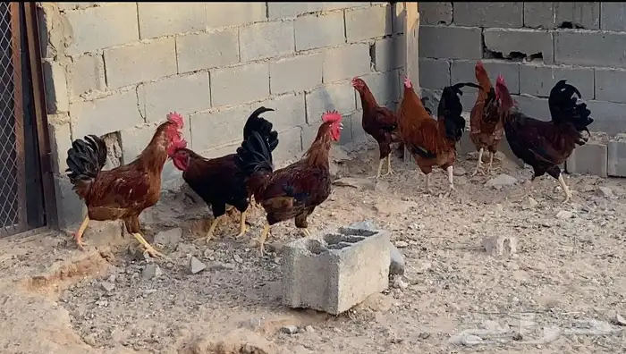 ديكه فرنسي عمرهن 7شهور كلهن جروم العدد7 الموقع غطي 0