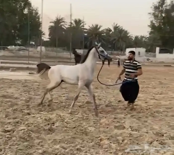 حصان عربي العمر سنه اونص للبيع 0