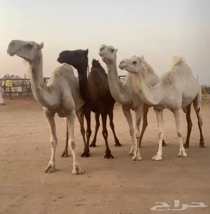 القحات العدد 4 تم البيع 0
